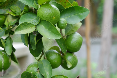 Wallpaper Mural Lime tree with fruits closeup select focus. Raw materials of food Thailand. Torontodigital.ca