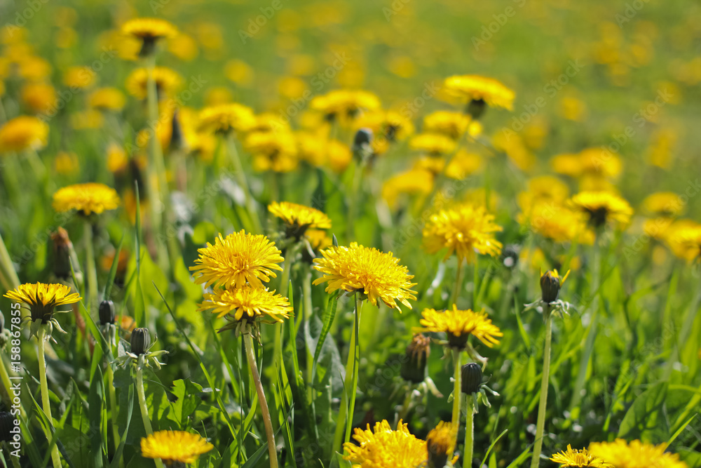 Field with blooming dangelion