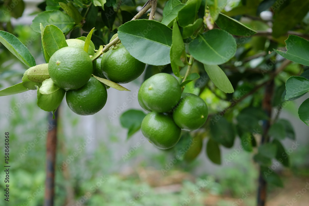 Lime tree with fruits closeup select focus. Raw materials of food Thailand.