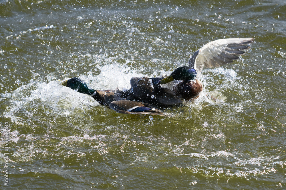 Fototapeta premium Two Drake Mallard ducks fighting for domination and making many water splahes on a lake