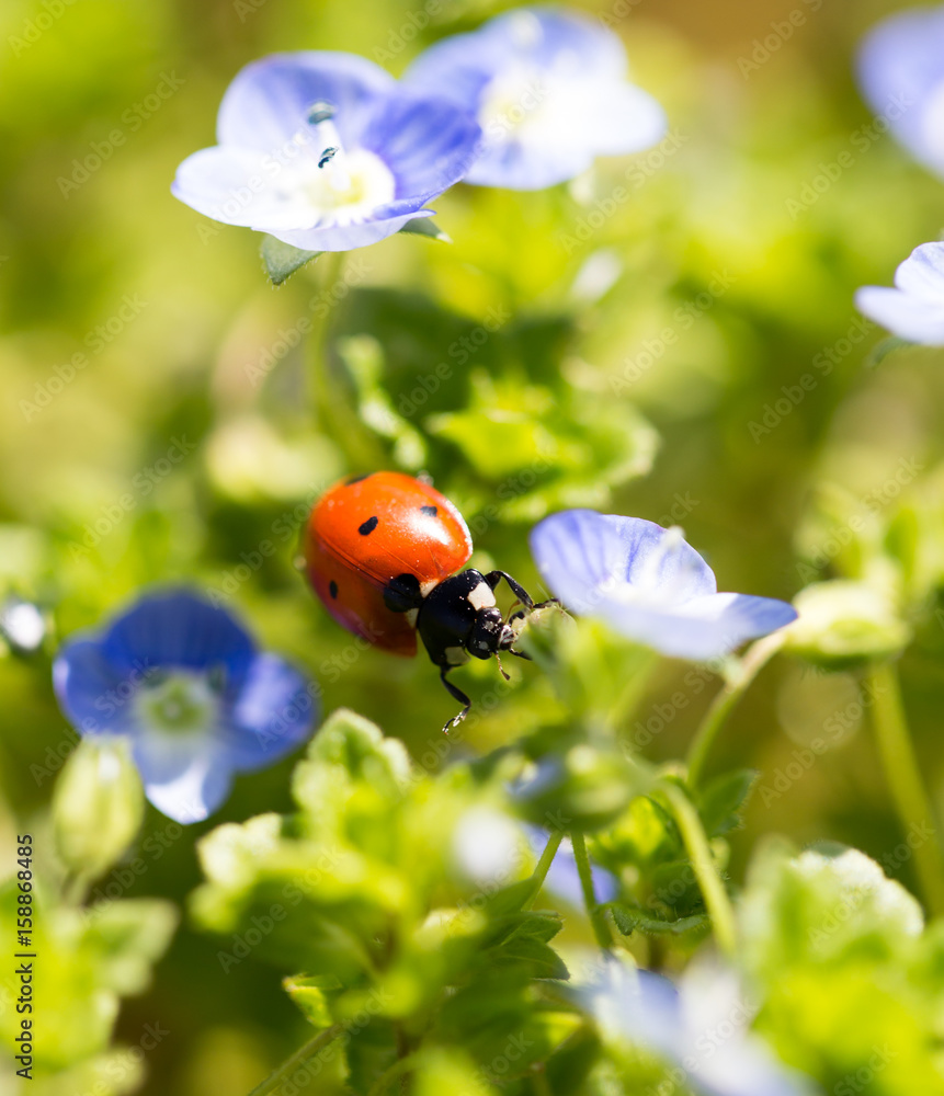 Fototapeta premium Ladybug on small blue flowers in nature