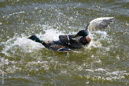 Two Drake Mallard ducks fighting for domination and making many water splahes on a lake