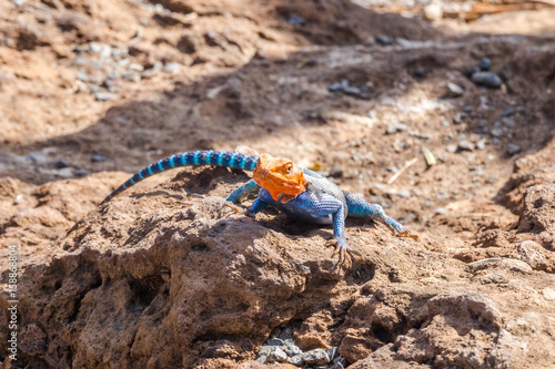 Red-headed rock lizzard from East Africa