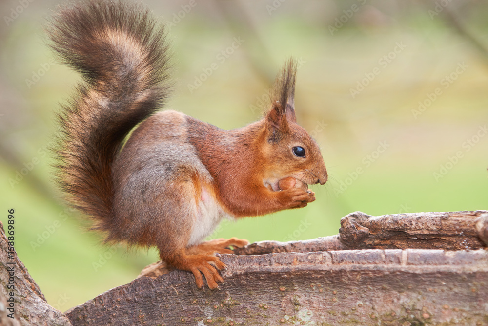 Red squirrel hold a nut in paws and tries to split it sitting on a trunk of a tree Red squirrel hold a nut in paws and tries to split it sitting on a trunk of a tree