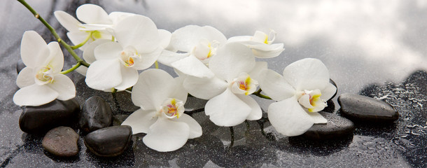 Wandcirkels Toilet Spa stenen en orchidee op grijs  © Swetlana Wall