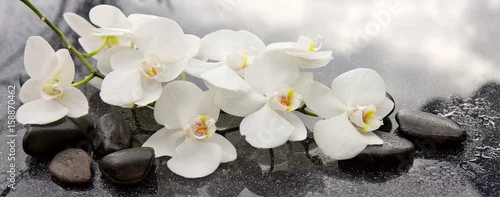 Obraz  z motywem Spa stones and white orchid on gray background.