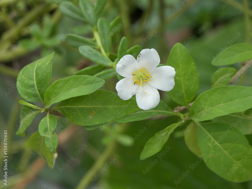 Obraz premium pequeña flor blanca