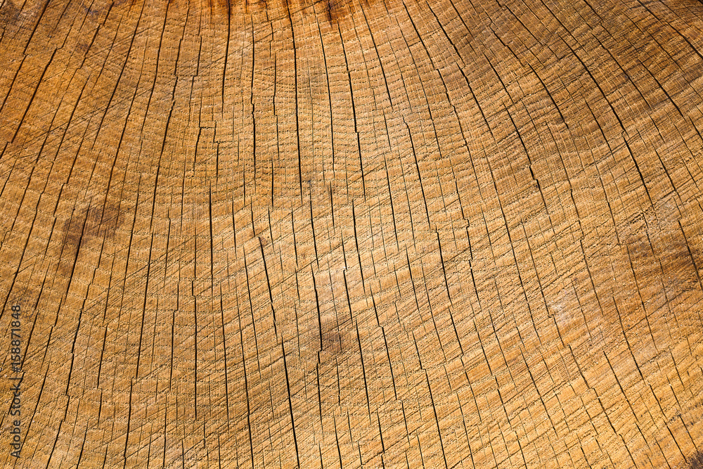 Natural wood texture closeup with split crack