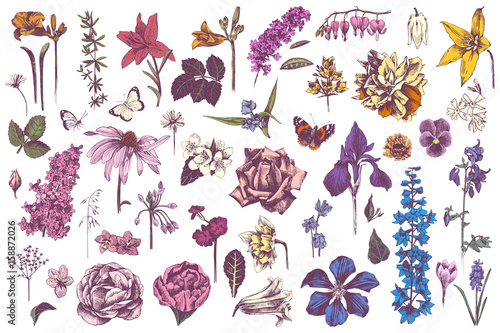 Highly detailed hand drawn garden flowers