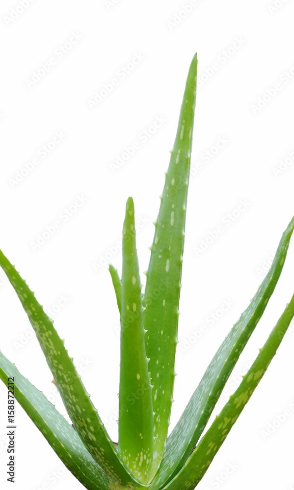Fototapeta aloe vera leaf herb for relieve burn wounds isolated in white background