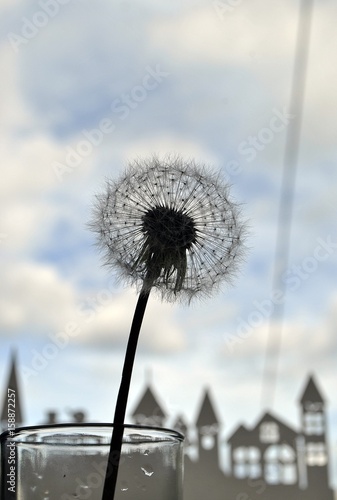 Dandelion in hand  Dandelion on the windowsill in the sky in the distance