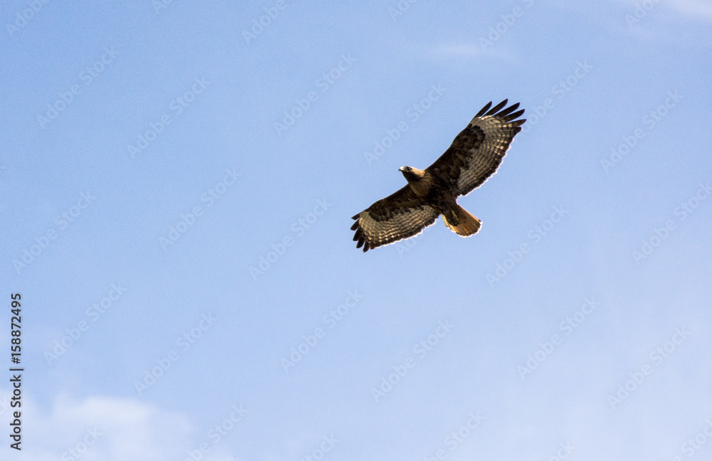 Fototapeta premium Golden Eagle in Flight