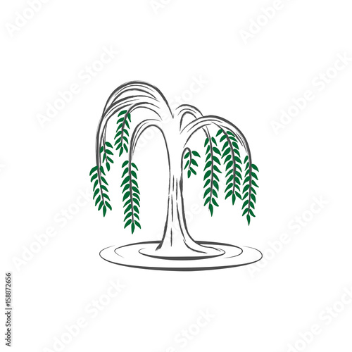 Willow tree vector illustration