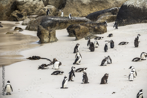 Cute penguins together on Boulders beach, Cape Town photo