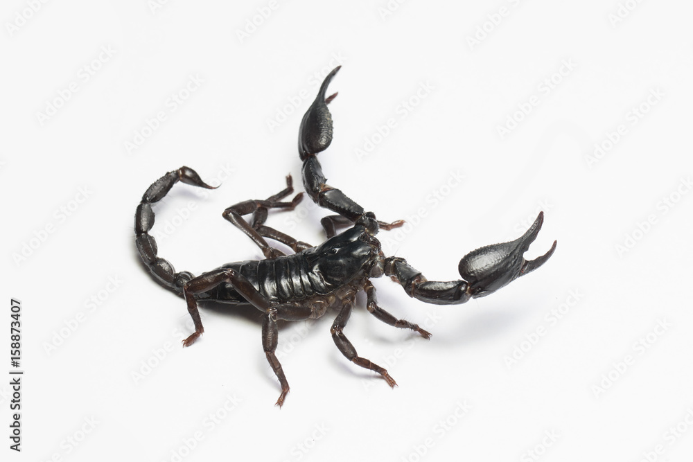 Scorpion in Thailand and Southeast Asia. Scorpion in Thailand and Southeast Asia.