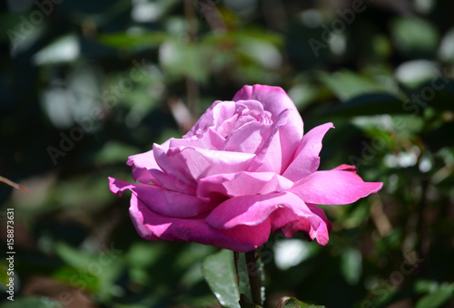 Vászonkép Very Beautiful Pink Rose Blossom in a Garden