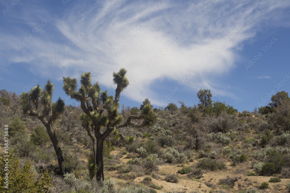 Joshua tree in California desert