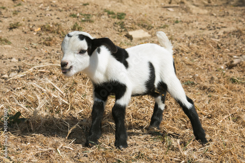 Profilo di un cucciolo di capra nana tibetana