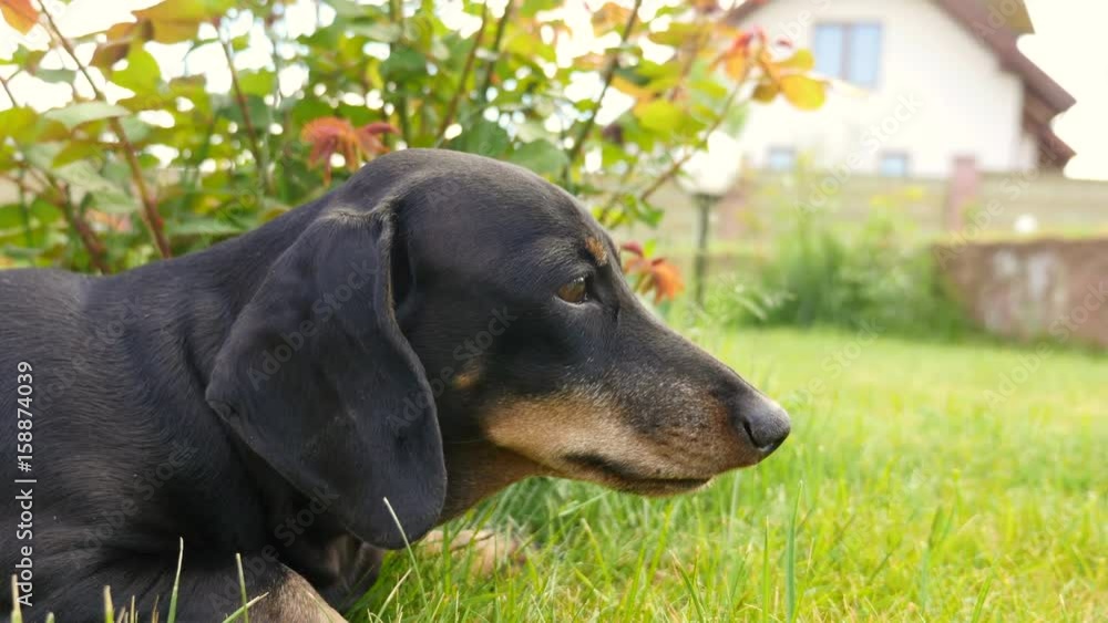 Dog rest under a bush in the backyard. Dachshund is enjoying a summer day. Dog rest under a bush in the backyard. Dachshund is enjoying a summer day.