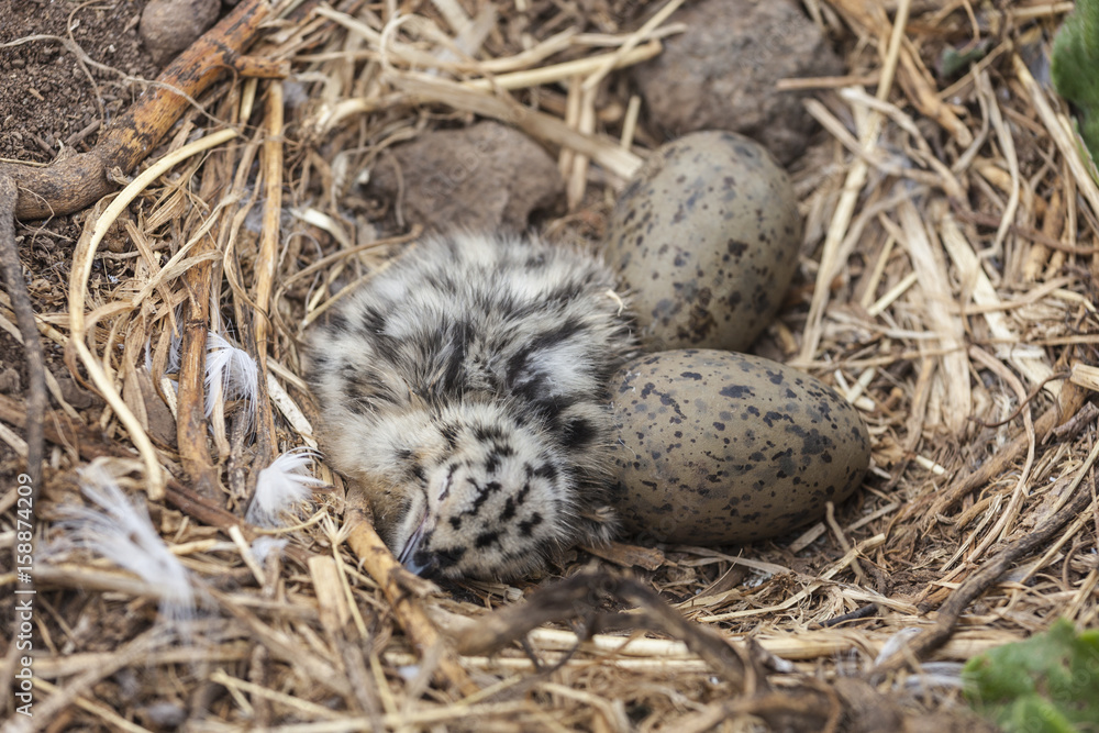 Fototapeta premium Newborn Sleeping Seagull Chick with Eggs at Anacapa Island California