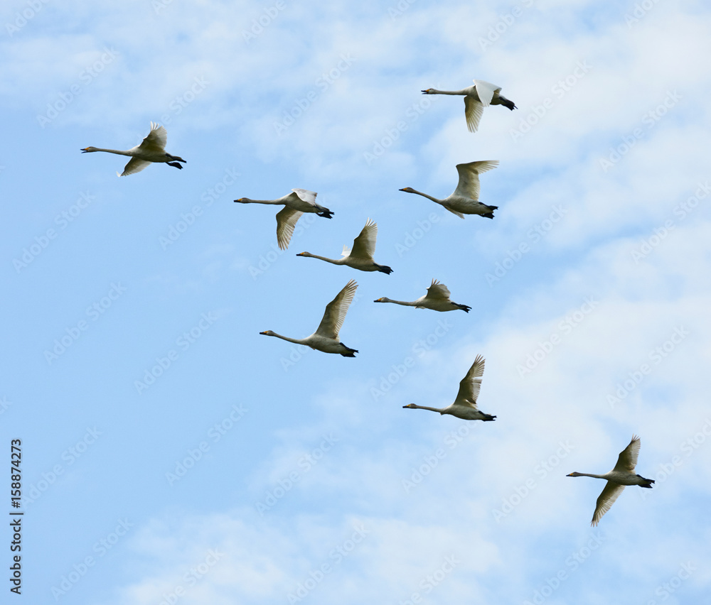 Obraz premium Whooper Swans in flight