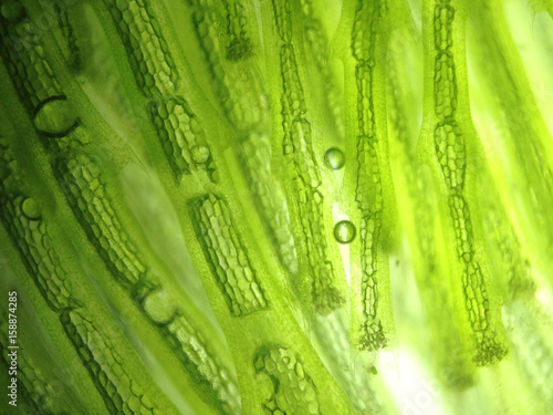 zoom microorganism algae cell photo