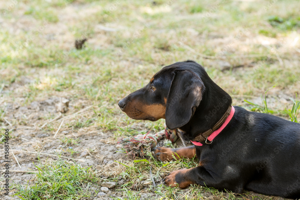 Black dachshund laying on the grass and marking on the side