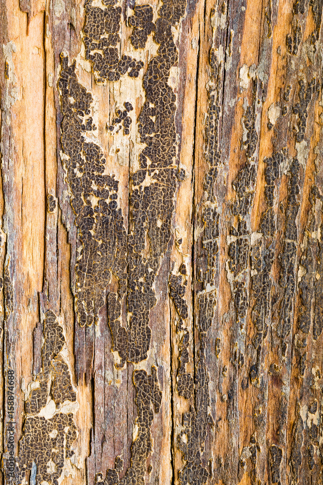 Obraz premium aged pastel paint on old wooden planks grunge texture