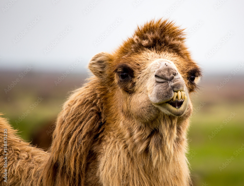 Fototapeta premium Portrait of camel on nature in spring