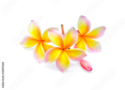 frangipani or plumeria  tropical flowers  isolated on white background