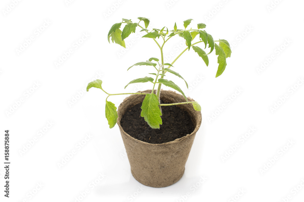 Young tomato seedling in a pot with a garden trowel Young tomato seedling in a pot with a garden trowel