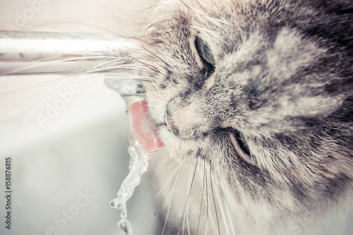 cat drinks water from the tap
