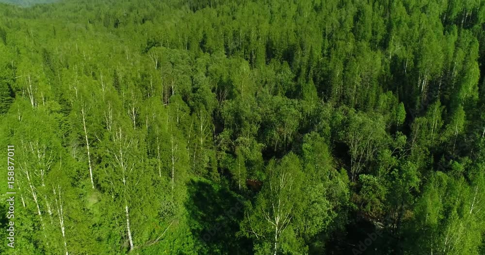 Flight over a birch forest Flight over a birch forest