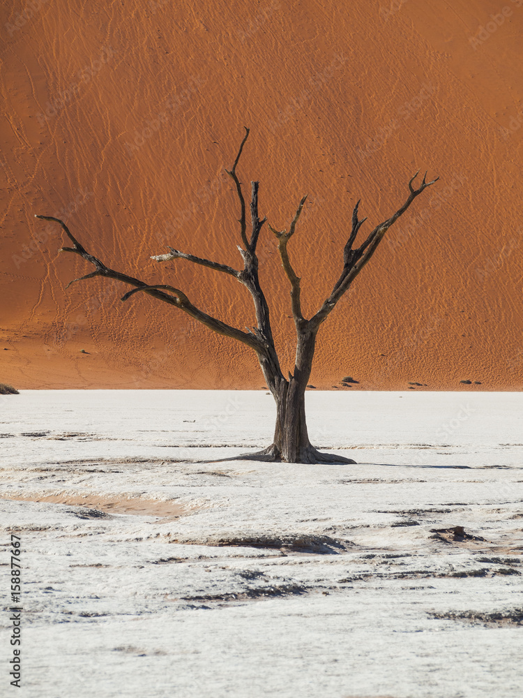 Deadvlei in the Namib Naukluft National Park, Sesriem, Namibia Deadvlei in the Namib Naukluft National Park, Sesriem, Namibia