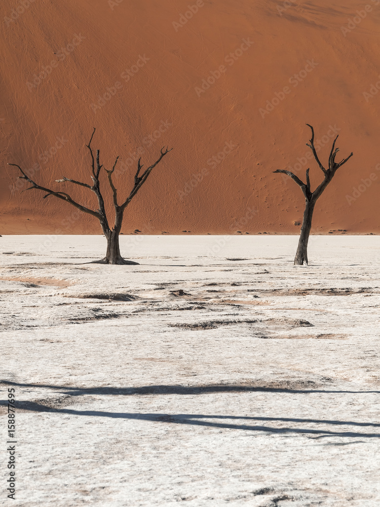 Deadvlei in the Namib Naukluft National Park, Sesriem, Namibia Deadvlei in the Namib Naukluft National Park, Sesriem, Namibia