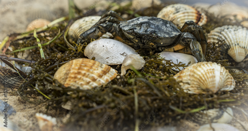 crab in seashells on the dirty sand background