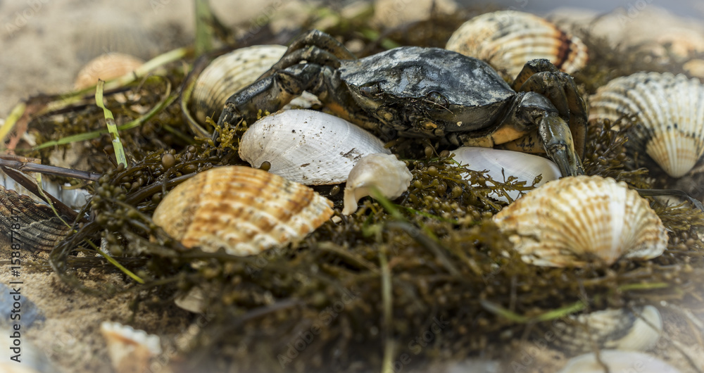 crab in seashells on the dirty sand background crab in seashells on the dirty sand background