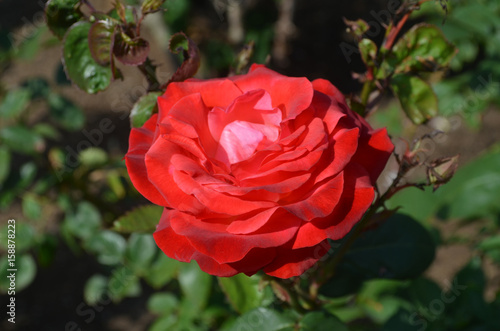 Large Perfect Red Rose Blossom in Full Bloom