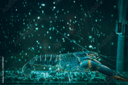 Close-up view of a crayfish © teerapong