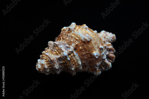 Decorative bursa granularis shell positioned against a solid black background. 