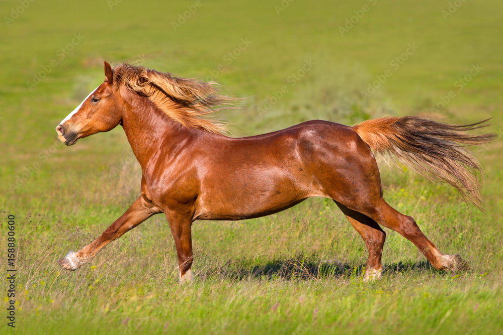 Red horse with long mane run gallop on green meadow Red horse with long mane run gallop on green meadow