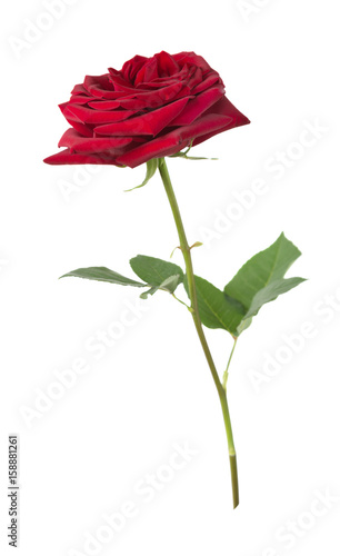 Red rose on a white background