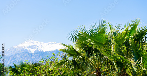 snow mountains and palms. beautiful view
