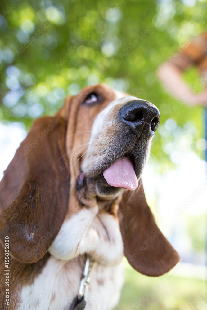 A portrait of a thoroughbred dog in nature A portrait of a thoroughbred dog in nature