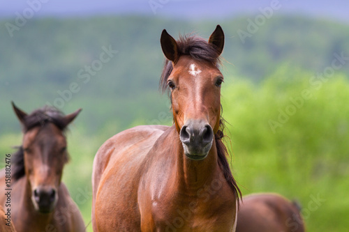 Horses portrait in motion in herd