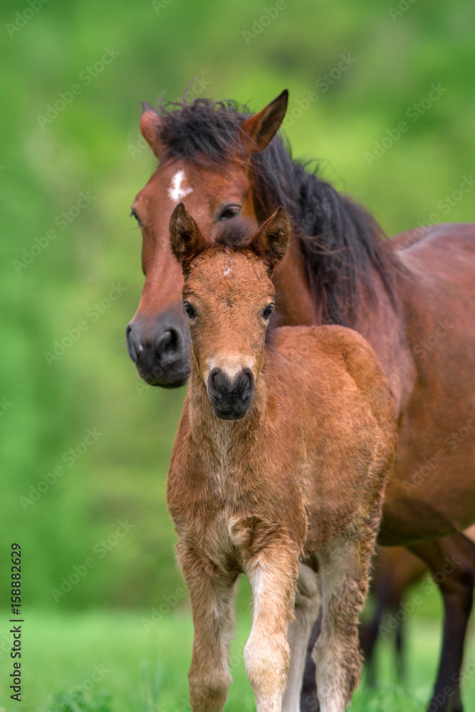 Mare and foal close up portrait in herd  at spring day