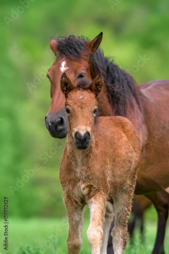 Mare and foal close up portrait in herd  at spring day