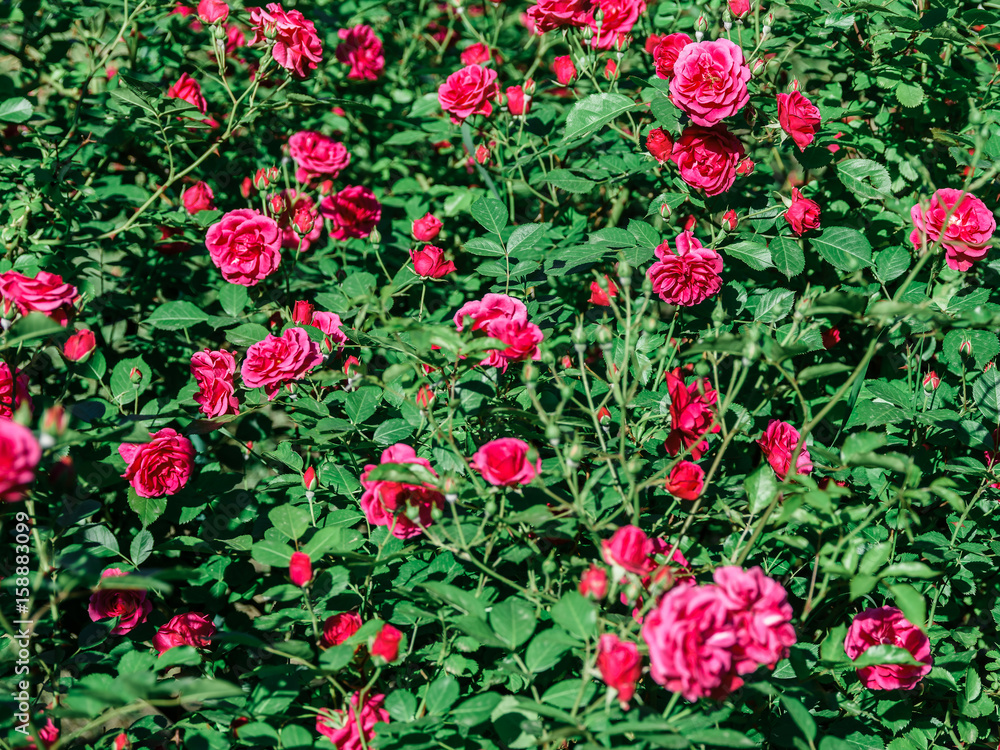 Beautiful Pink Rose Garden In Summer