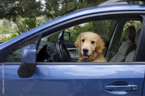 Golden Retriever Puppy Driving Car