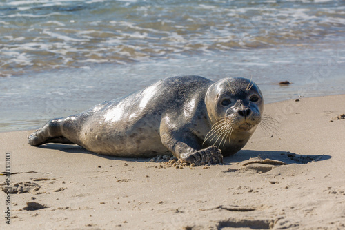 Seerobbe entspannt sich an der Küste